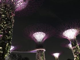 ガーデンズ・バイ・ザ・ベイで非日常を　幻想的な空間に感動！