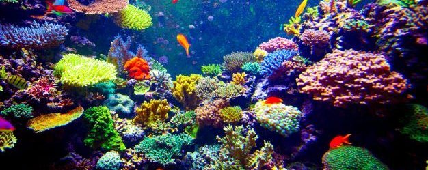 シー・アクアリウム＆セントーサ島ケーブルカー