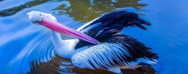 ジュロンバードパーク